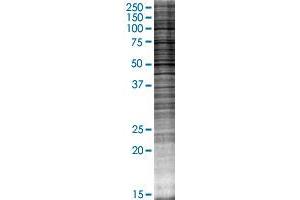 CD82 transfected lysate. (CD82 293T Cell Transient Overexpression Lysate(Denatured))