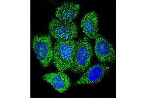 Confocal immunofluorescent analysis of IDH1 Antibody (C-term) (ABIN657472 and ABIN2846500) with Hela cell followed by Alexa Fluor 488-conjugated goat anti-rabbit lgG (green).