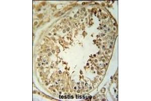CPNE8 Antibody (N-term) (ABIN651529 and ABIN2840280) immunohistochemistry analysis in formalin fixed and paraffin embedded human testis tissue followed by peroxidase conjugation of the secondary antibody and DAB staining. (CPNE8 抗体  (N-Term))