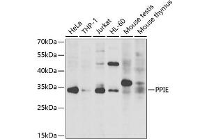 Western blot analysis of extracts of various cell lines, using PPIE antibody  at 1:1000 dilution. (PPIE 抗体  (AA 1-301))