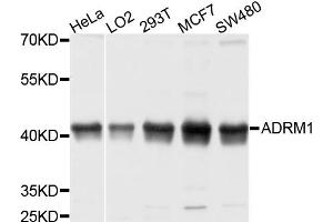 Western blot analysis of extracts of various cell lines, using ADRM1 antibody (ABIN5972535) at 1/1000 dilution. (ADRM1 抗体)