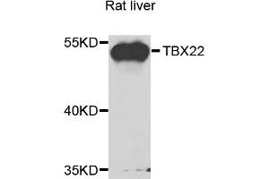 Western blot analysis of extracts of rat liver, using TBX22 antibody (ABIN5975188) at 1/1000 dilution. (T-Box 22 抗体)