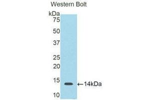 Western Blotting (WB) image for anti-S100 Calcium Binding Protein B (S100B) (AA 1-92) antibody (ABIN1860489) (S100B 抗体  (AA 1-92))