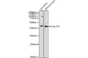 Western blot analysis of extracts of various cell lines, using C9orf72 antibody (ABIN7266391) at 1:1000 dilution. (C9ORF72 抗体  (AA 1-230))