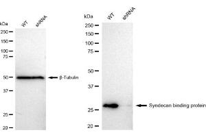 anti-Syndecan Binding Protein (Syntenin) (SDCBP) antibody