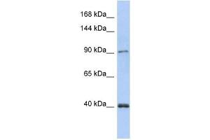 POLK antibody used at 1 ug/ml to detect target protein. (POLK 抗体)