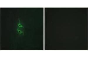 Immunofluorescence (IF) image for anti-Mannose Receptor, C Type 2 (MRC2) (AA 121-170) antibody (ABIN1534165)