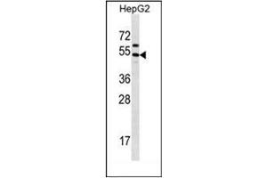 Western blot analysis of GRHL1 Antibody (Center) in HepG2 cell line lysates (35ug/lane). (GRHL1 抗体  (Middle Region))