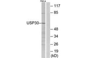 Western blot analysis of extracts from HeLa cells, using USP30 Antibody.