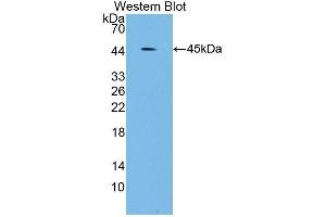 Detection of Recombinant SCARA5, Human using Polyclonal Antibody to Scavenger Receptor Class A Member 5 (SCARA5) (SCARA5 抗体  (AA 118-495))