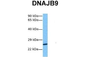 Host:  Rabbit  Target Name:  DNAJB9  Sample Tissue:  Human Hela  Antibody Dilution:  1. (DNAJB9 抗体  (N-Term))