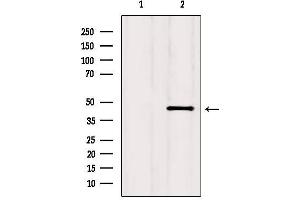 Western blot analysis of extracts from HepG2, using CCR2 Antibody. (CCR2 抗体  (Internal Region))