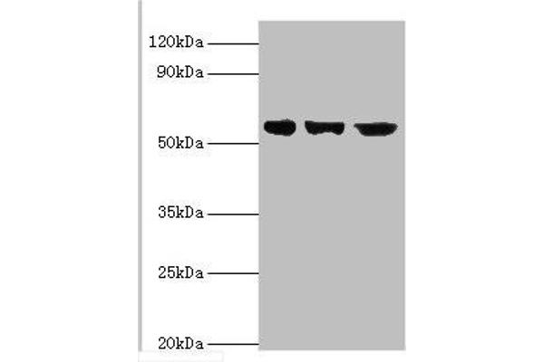 BBS4 antibody  (AA 350-519)