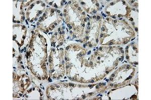 Immunohistochemical staining of paraffin-embedded Kidney tissue using anti-GRIPAP1mouse monoclonal antibody. (GRIPAP1 抗体)