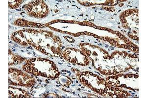 Immunohistochemical staining of paraffin-embedded Human Kidney tissue using anti-LMAN1 mouse monoclonal antibody. (LMAN1 抗体)