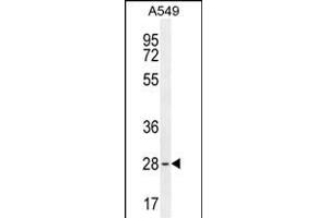 BTF3 Antibody (N-term) (ABIN655052 and ABIN2844681) western blot analysis in A549 cell line lysates (35 μg/lane).