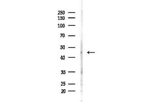 Western blot analysis of lysates from Hela cells(heat-shock,45 min treatment), using PARVB Antibody at 1/1000 dilution.