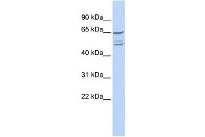 Western Blotting (WB) image for anti-Zinc Finger Protein 415 (ZNF415) antibody (ABIN2458387) (ZNF415 抗体)