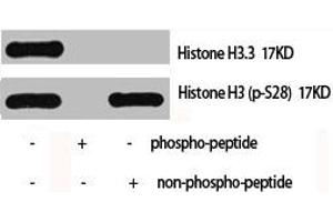 Western Blot analysis of Hela cells using Histone H3. (Histone H3.3 抗体)