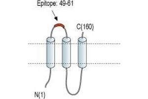 Representative domain view of the target of ABIN7884990.