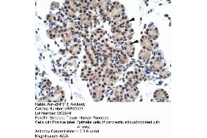 Human Pancreas (ZNF318 抗体  (N-Term))