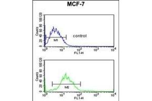 ENDOG Antibody (C-term) (ABIN390490 and ABIN2840849) flow cytometric analysis of MCF-7 cells (bottom histogram) compared to a negative control cell (top histogram). (Endonuclease G 抗体  (C-Term))