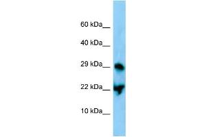 WB Suggested Anti-Atf3 Antibody Titration: 1. (ATF3 抗体  (C-Term))