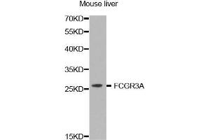 Western Blotting (WB) image for anti-Fc Fragment of IgG, Low Affinity IIIa, Receptor (CD16a) (FCGR3A) (AA 150-250) antibody (ABIN3016244) (FCGR3A 抗体  (AA 150-250))