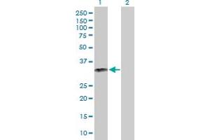 Western Blot analysis of GZMB expression in transfected 293T cell line by GZMB MaxPab polyclonal antibody. (GZMB 抗体  (AA 1-247))