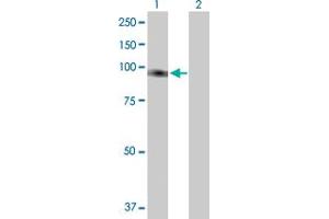 Western Blot analysis of FLJ20272 expression in transfected 293T cell line by FLJ20272 MaxPab polyclonal antibody. (TTC27 抗体  (AA 1-843))