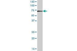 DARS2 MaxPab polyclonal antibody. (DARS2 抗体  (AA 1-645))