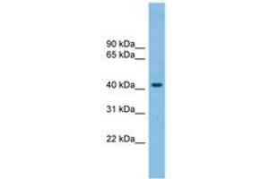Image no. 1 for anti-G Protein-Coupled Receptor 87 (GPR87) (N-Term) antibody (ABIN6749726) (GPR87 抗体  (N-Term))