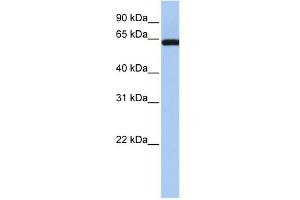 LGALS3BP antibody used at 1 ug/ml to detect target protein. (LGALS3BP 抗体  (Middle Region))