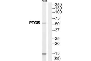 Western Blotting (WB) image for anti-Prostaglandin I2 (Prostacyclin) Synthase (PTGIS) (Internal Region) antibody (ABIN1852636) (PTGIS 抗体  (Internal Region))