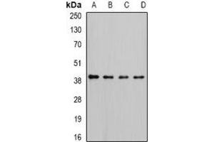 Western blot analysis of RFC4 expression in Hela (A), K562 (B), HepG2 (C), MCF7 (D) whole cell lysates. (RFC4 抗体)