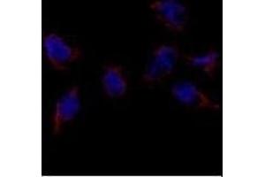 Immunofluorescence analysis of Bmp7 Antibody (N-term) (ABIN388457 and ABIN2848828) in HeLa cells. (BMP7 抗体  (N-Term))