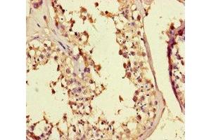 Immunohistochemistry of paraffin-embedded human testis tissue using ABIN7159136 at dilution of 1:100 (MED25 抗体  (AA 112-140))