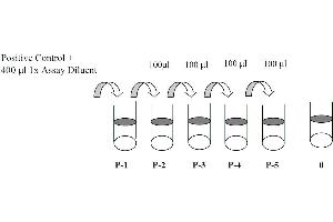 Image no. 1 for Signal Transducer and Activator of Transcription 6, Interleukin-4 Induced (STAT6) ELISA Kit (ABIN1981731)