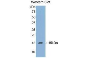 Detection of Recombinant REG3a, Human using Monoclonal Antibody to Regenerating Islet Derived Protein 3 Alpha (REG3a) (REG3A 抗体  (AA 40-164))