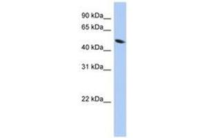 ZNF793 antibody  (AA 287-336)