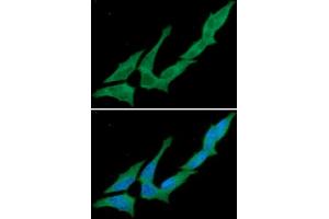 Immunofluorescence (IF) image for anti-5'-Nucleotidase, Ecto (CD73) (NT5E) (AA 27-252) antibody (ABIN306435)