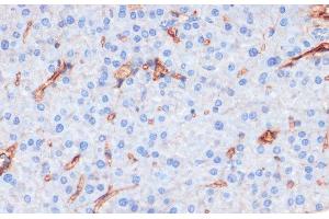 Immunohistochemistry of paraffin-embedded Mouse pancreas using Phospho-eNOS(S1177) Polyclonal Antibody at dilution of 1:200 (40x lens). (ENOS 抗体  (pSer1177))