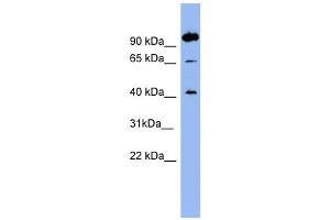 NTSR1 antibody used at 1 ug/ml to detect target protein. (NTSR1 抗体)
