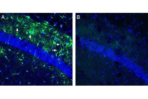 Expression of HCAR1 in mouse hippocampus. (GPR81 抗体  (Intracellular))