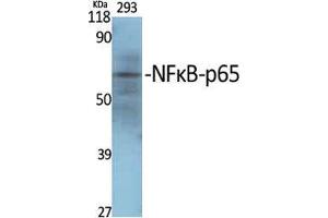 Western Blot (WB) analysis of specific cells using NFkappaB-p65 Polyclonal Antibody. (NF-kB p65 抗体  (Thr70))