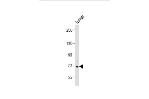 Western Blotting (WB) image for anti-HBS1-Like (HBS1L) (AA 460-486) antibody (ABIN1538439)