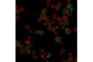 Immunofluorescence Analysis of Human Raji cells labeling HLA-DP with HLA-DP Rabbit Recombinant Monoclonal (HLA-DPB1/2862R) followed by Goat anti-rabbit IgG-CF488 (Green).