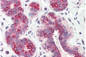 Anti-DHRS7 antibody  ABIN1048500 IHC staining of human breast. (DHRS7 抗体  (Internal Region))