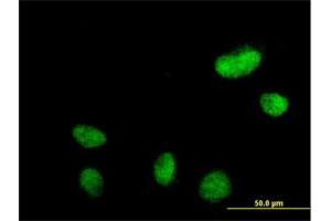 Immunofluorescence of purified MaxPab antibody to N-PAC on HeLa cell. (GLYR1 抗体  (AA 1-484))