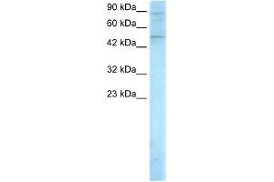 WB Suggested Anti-SMAD5 Antibody Titration:  0. (SMAD5 抗体  (Middle Region))